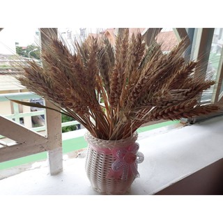 Hoa lúa mạch khô 250g-500g-1kg