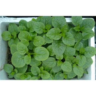 HẠT GIỐNG MỒNG TƠI XANH