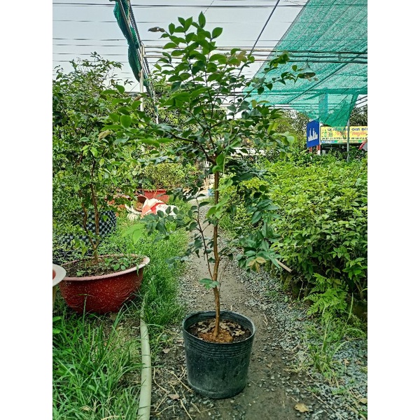 Cây nho thân gỗ tứ quý loại vừa