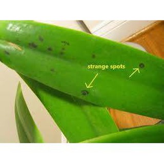 Đặc trị nấm captan chuyên dùng cho cây cảnh và phong lan
