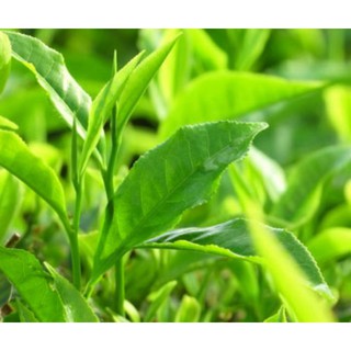 CÂY CHÈ XANH THÁI NGUYÊN F1