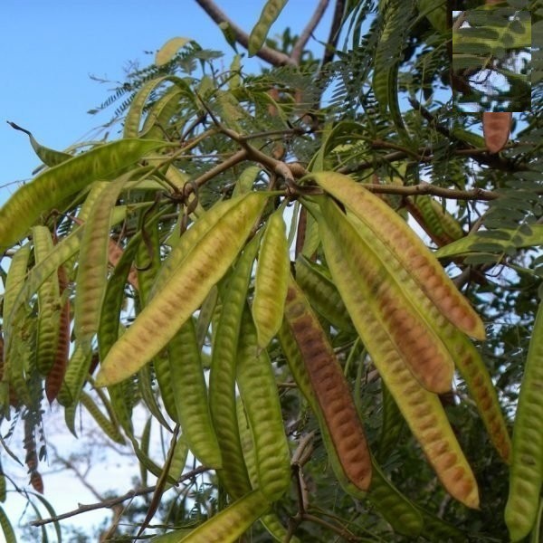 HẠT CÂY KEO DẬU CÂY BÌNH LINH - GÓI 10 GRAM