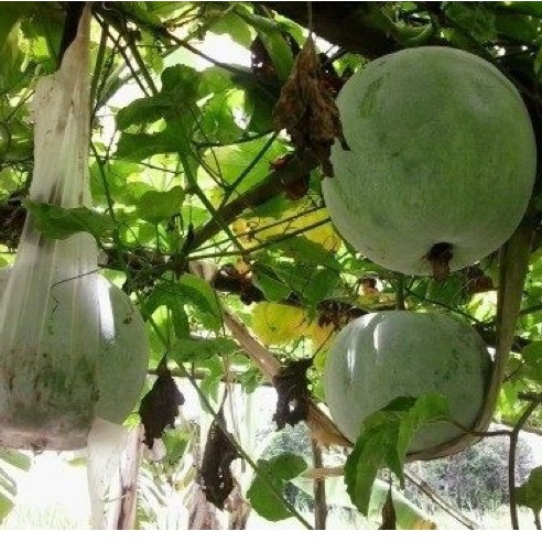 Hạt giống bí nếp trong Chieng Mai - Nhập khẩu Chia tai Thái Lan nguyên bao bì