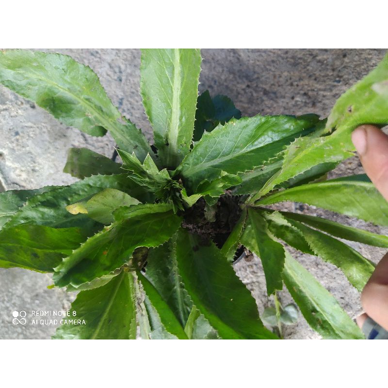 Cây giống ngò gai