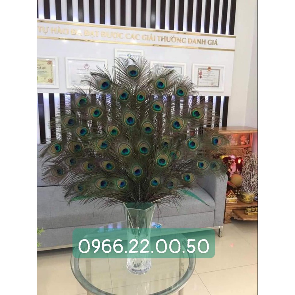 Lông chim công tự nhiên | BigBuy360 - bigbuy360.vn