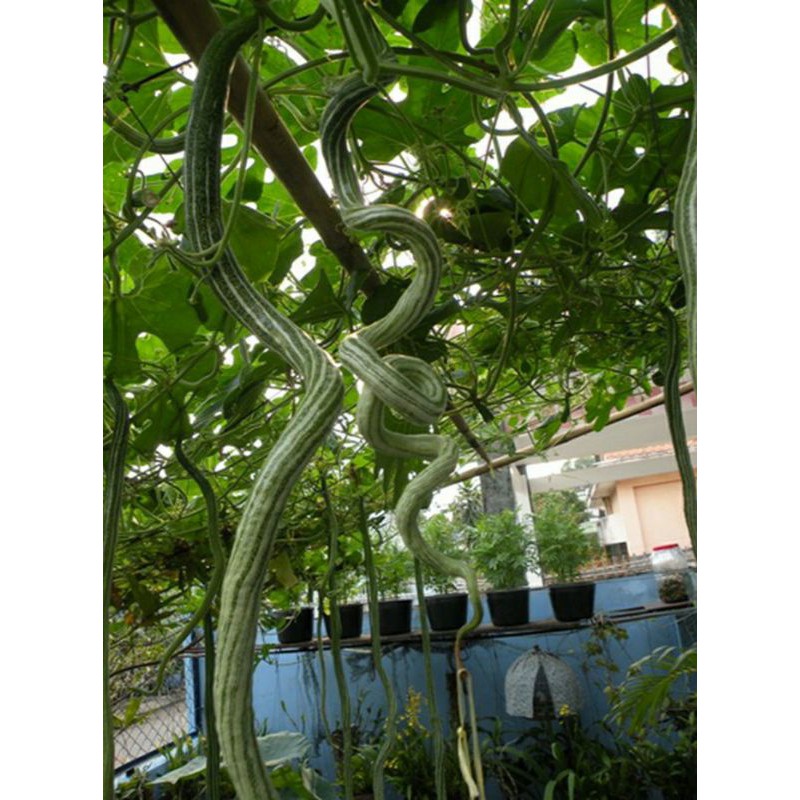 hạt giống Mướp Rắn ( mướp rồng nhật) - gói 5 hạt.