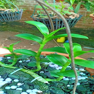 Hoa lan phi điệp-5ct lâm xung(cao 20cm, bộ rễ khỏe)+ 700g phân thỏ hữu cơ