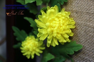 Hoa đất sét- khuôn cúc cánh liền 4 size