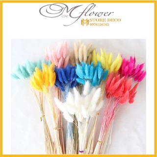 BÔNG HOA ĐUÔI THỎ ướp khô  - bình hoa trang trí - decor- bình hoa- hoa khô trang trí cafe, trà tranh, baby , cỏ đuôi thỏ