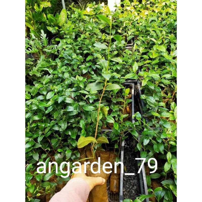 Combo 2 Cây giống Trà Xanh.