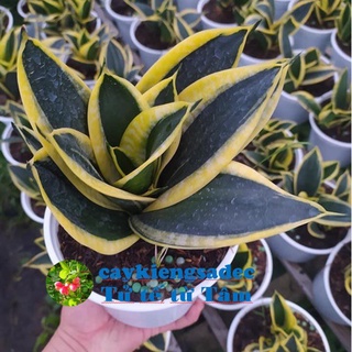 caykiengsadec - Cây lưỡi hổ búp sen+ Tặng Phân Bón-hoa kiểng lá-trang trí nội thất cảnh quan sân vườn ngoài trời