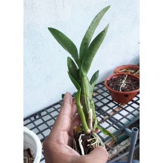 Lan Denro nắng