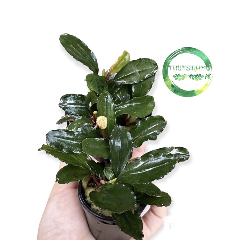 cây thuỷ sinh Bucep - dễ trồng - dán đá lũa - không cần co2