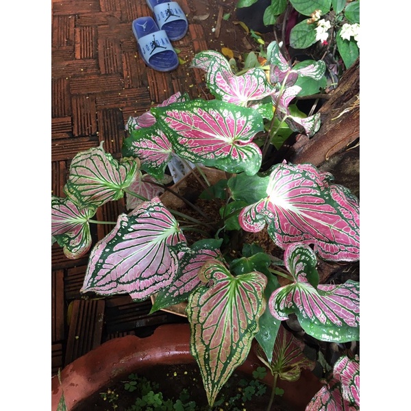 Môn hồng thiên nga