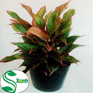 Cây phú quý, cây phong thủy cho người mệnh hỏa