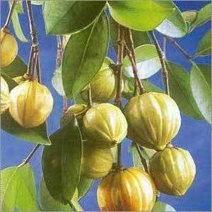 Trà Garcinia 100g giảm cân, đẹp da, chống lão hóa