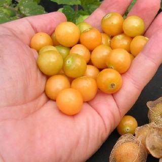 50h Hạt Giống Trái Anh Đào Đất/ Thù Lù Nam Mỹ Gold