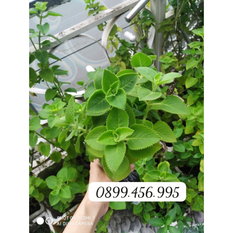 Combo 6 cành cây húng chanh