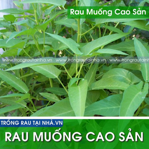 [FREESHIP 99K TOÀN QUỐC][sỉ lẻ] Hạt giống rau muống- 50g