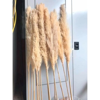 Cành lau giả