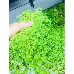 TRÂN CHÂU CUBA 1 TẤT