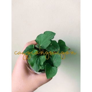 1 cây giống dấp cá/ diếp cá