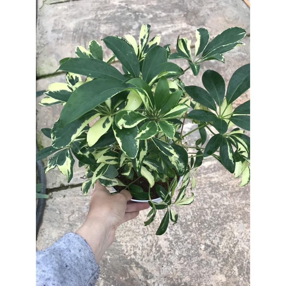 Cây ngũ gia bì var