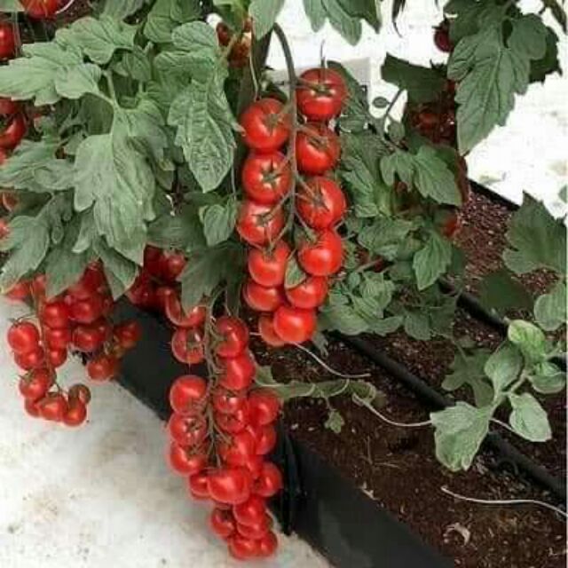 cà chua chuỗi ngọc 30 hạt