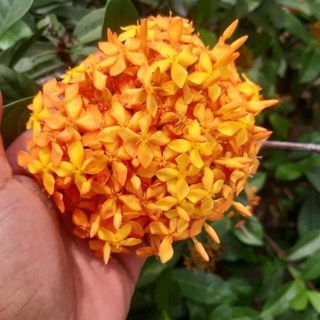 Cây Trang mỹ Cam, mỹ Hồng cao trên 50cm
