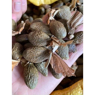 hạt ươi rừng Nam Giang