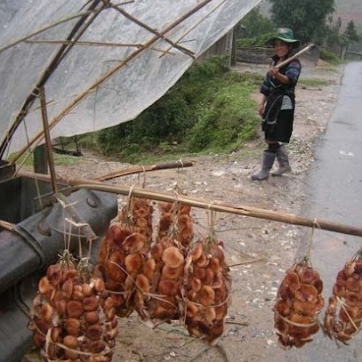 Nấm hương rừng Hà Giang, nấm đông cô rừng tự nhiên gói 500gr