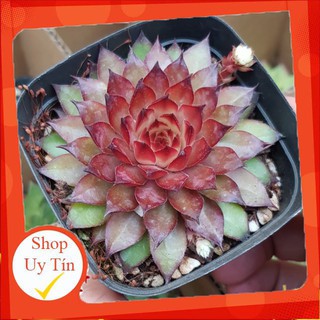 Sen đá phật bà đỏ trung🍏 |FREESHIP| 🔥 XỨ NÓNG, ĐÃ THUẦN KHÍ HẬU, KHOẺ ĐẸP 🍏 LỖI 1 ĐỔI 1