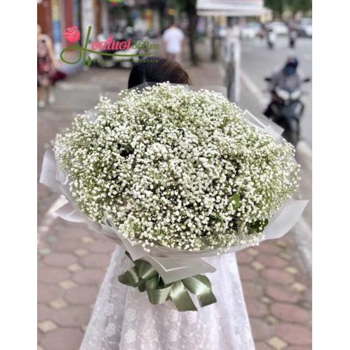 Hạt Giống Hoa Baby Trắng  -