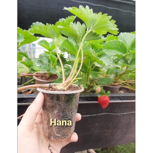 NGÓ GIỐNG DÂU TÂY