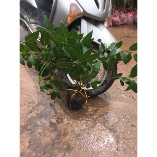 Cây Thanh trà ngọt thái lan