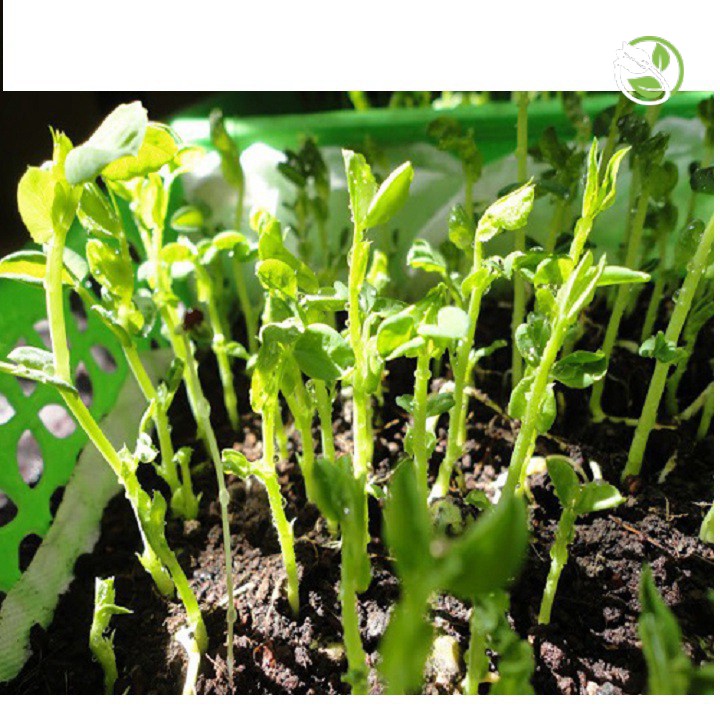 Hạt Giống Mầm Đậu Hà Lan Phú Nông - Gói Lớn 1kg