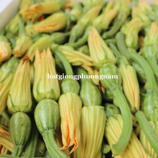 10 H - hạt giống bí nụ