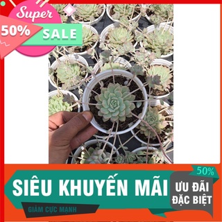 Sen đá dù hồng chậu trung
