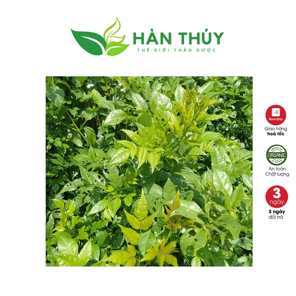 Chè Dây Rừng CHEDAY043 Trà Dây Loại 1 Nhiều Tuyết HÀN THÚY Hỗ Trợ Dạ Dày Trào Ngược Thực Quản, Vi Khuẩn HP, Dạ Dày 500gr | BigBuy360 - bigbuy360.vn