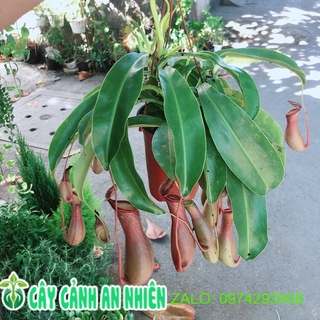 Chậu cây nắp ấm