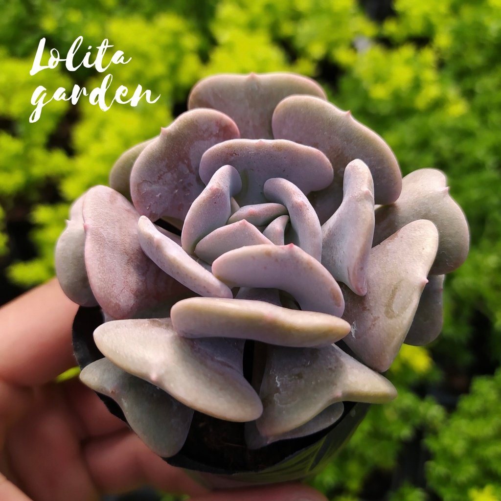 Sen đá cúc tím Đà Lạt size bé cây cảnh trang trí nhà cửa Lolita garden
