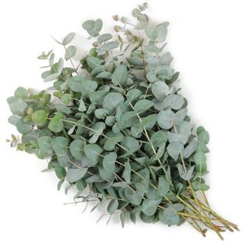 Tinh dầu thiên nhiên Khuynh diệp Eucalyptus (Essential oil)_UK