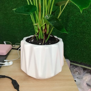 Cây Hồng Môn