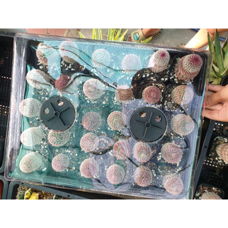5 Bộ Khay Nắp gieo cấy xương rồng 37x30cm