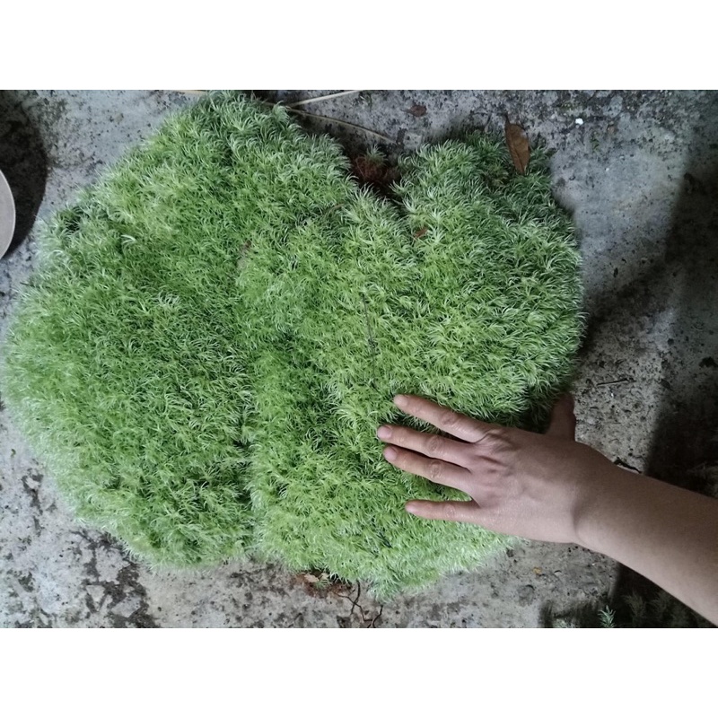 Rêu cỏ mây dùng trang trí tiểu cảnh, trồng bán cạn,terrarium.bonsai