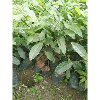 Cây Giống Giáng Hương
