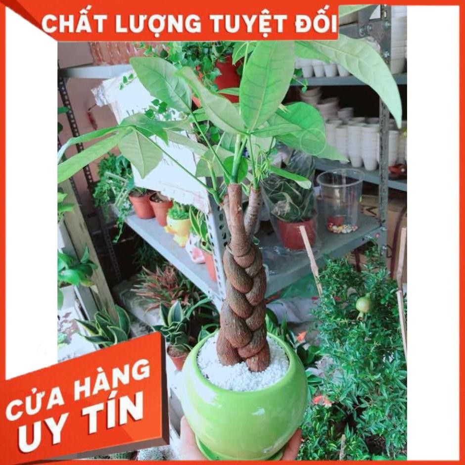 Chậu kim ngân thắt bím 3 thân Nhiều Người Mua