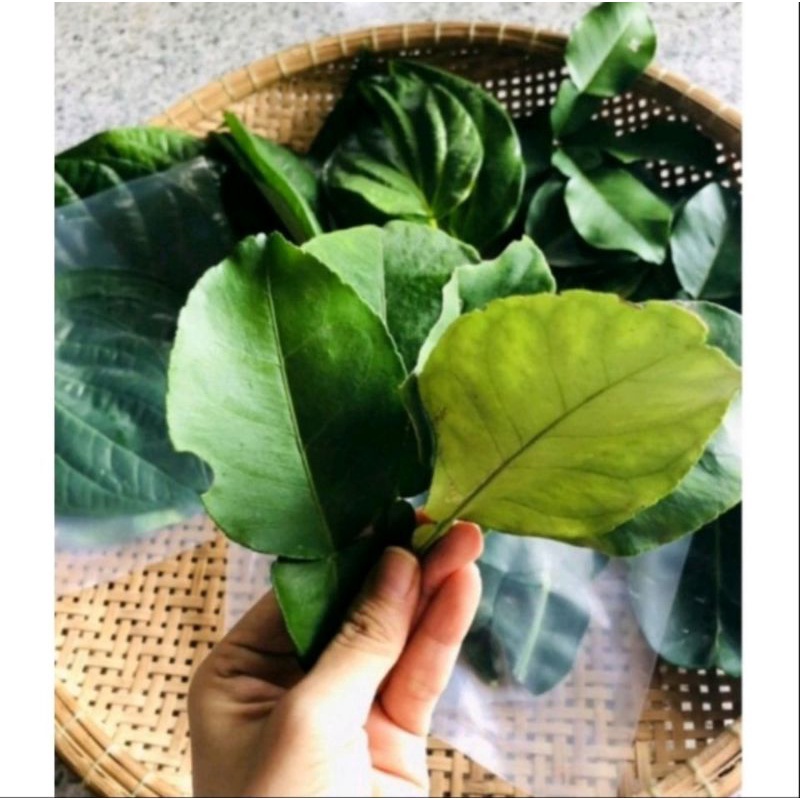 Lá bưởi tươi
