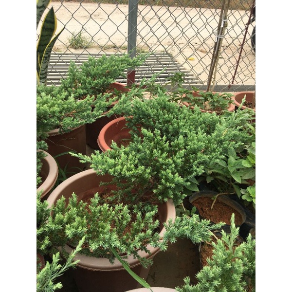 Cây tùng xà  làm cảnh, trồng non bộ, bonsai tuyệt đẹp