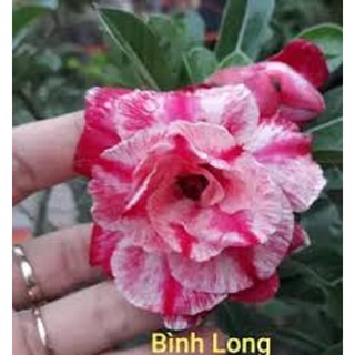 CÂY HOA SỨ "THÁI BÌNH LONG" HOA CỰC ĐẸP CHUẨN GIỐNG